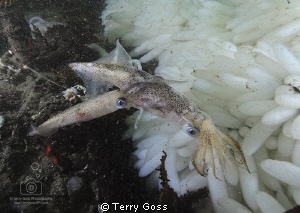 "Last Dance" - mating market squid (Loligo opalescens), r... by Terry Goss 
